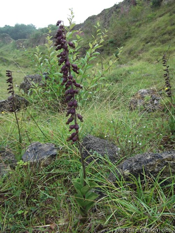 [mag%2520limestone%2520007%255B9%255D.jpg]