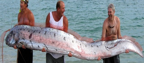 Chimara-king-of-herrings