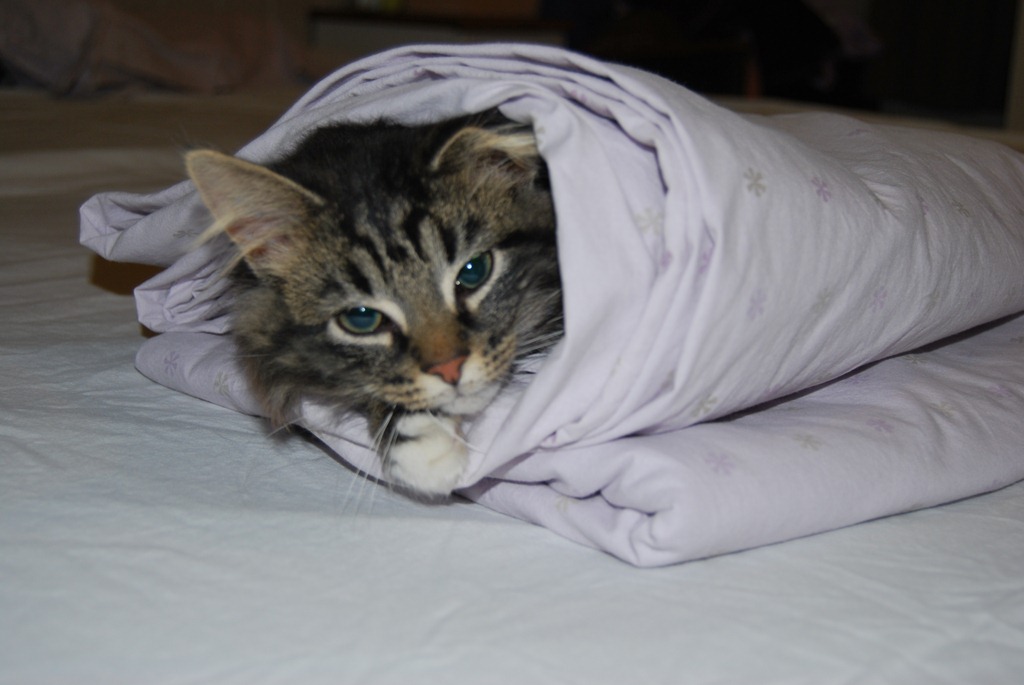 [Katt%2520og%2520hunder%2520jan%252012%2520003%255B4%255D.jpg]