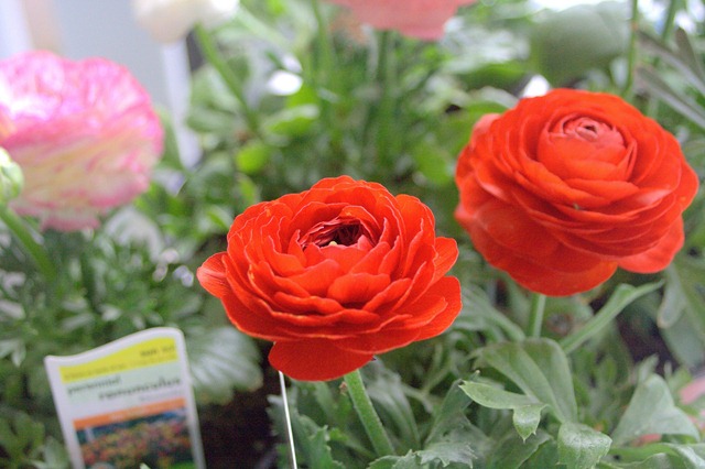 [red%2520ranunculus%255B3%255D.jpg]