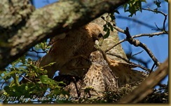 fb Red-shouldered Hawk_ROT4699 NIKON D3S June 06, 2011