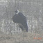 Wooly Necked Stork