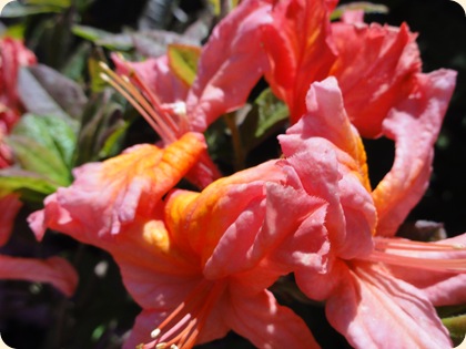 Rhododendron DSC06161
