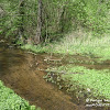 Gryżyński Potok ;) dsc06314.jpg
