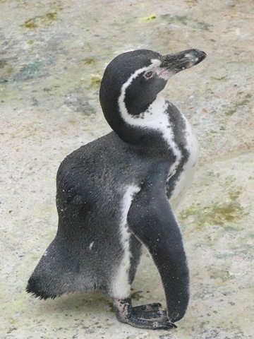 [Humphrey%2520%2528resized%2529%255B7%255D.jpg]