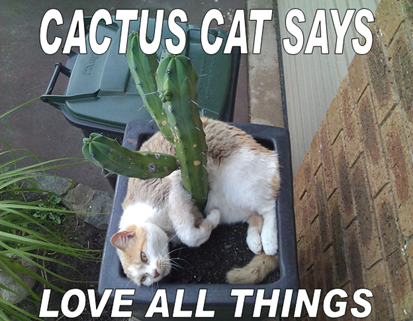cactus cat zero onecuckoosnest dot com