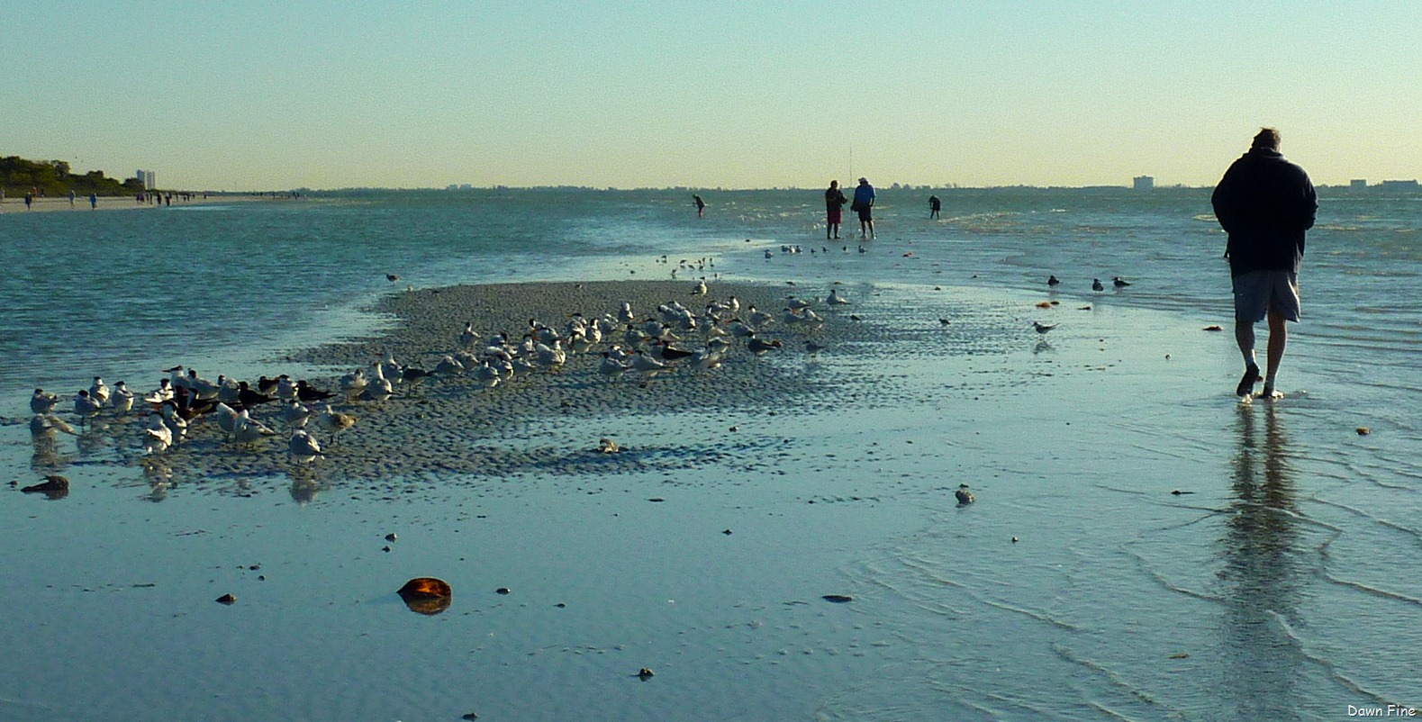 [Sanibel%2520Shell%2520and%2520birds_042%255B4%255D.jpg]