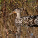Northern Shoveler