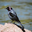Brewers Blackbird (male)