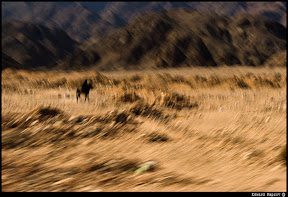 The Rider.jpg