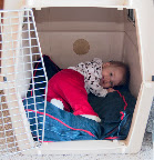 Audrey makes herself at home in Starla's kennel.  Again, Starla's not quite sure what to think of this.