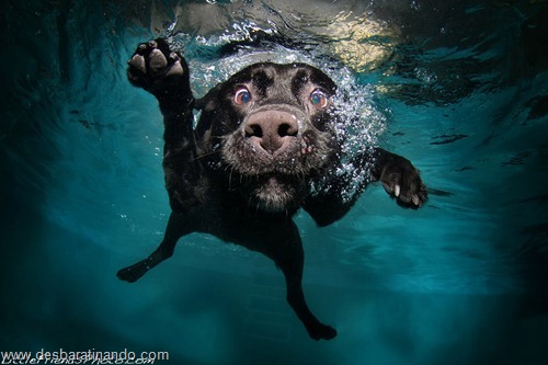 caes subaquaticos desbaratinando (8) caes subaquaticos desbaratinando (8)