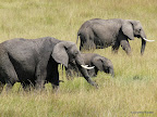 Masai Mara