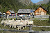 Schafabtrieb in Göriach/Lungau