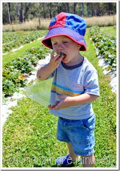 Shepparton: Belstack Strawberry Farm ~ How Many More Minutes?