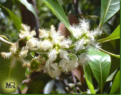 Lophostemon confertus