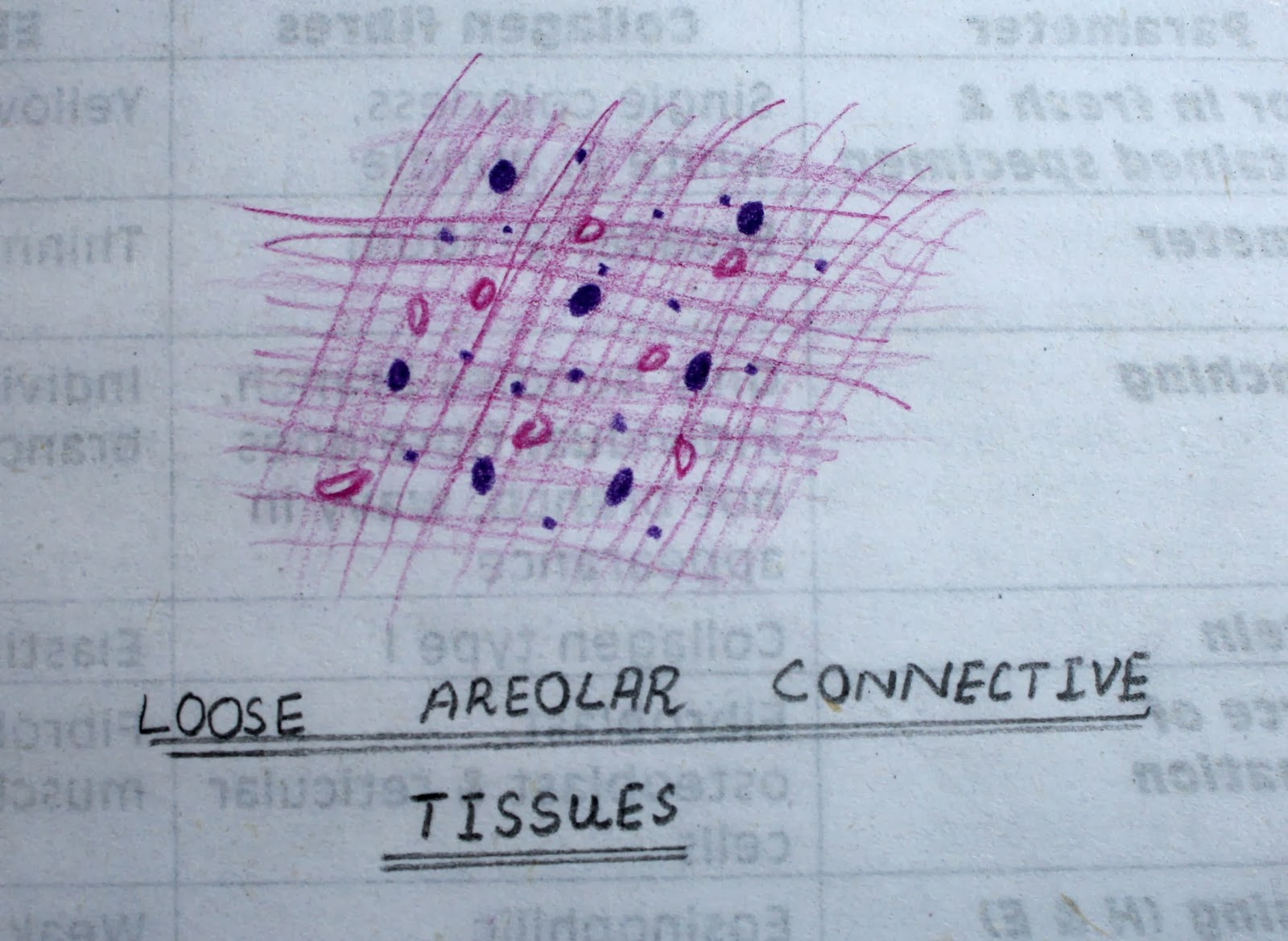 [loose%2520areolar%2520connective%2520tissue%2520%2520high%2520resolution%2520histology%2520diagram%255B3%255D.jpg]