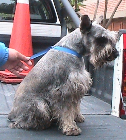 m_encontrado lazo azul.jpg