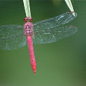 Roseate Skimmer