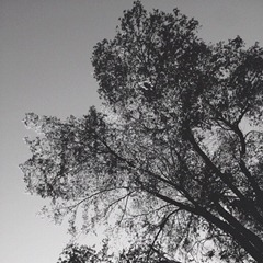 tree tree