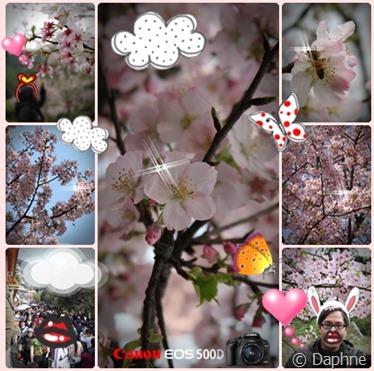 sakura sakura