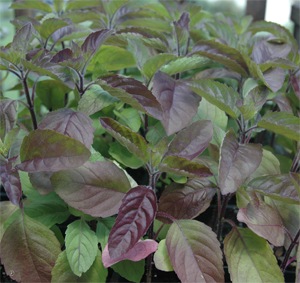 [Black%2520Tulsi%255B3%255D.jpg]
