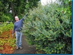 overgrown shrubs