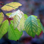 IMG_6486.JPG