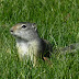 Uinta.ground.squirrel.dscn3490