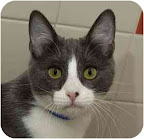 Wally is from the San Francisco SPCA. To learn more about Wally, click on the link to the shelter below.
