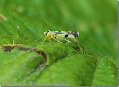 Eupteryx aurata Potato Leafhopper-2