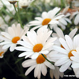 Blomster og tr&aelig;er