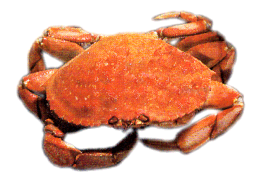 DungenessCrab