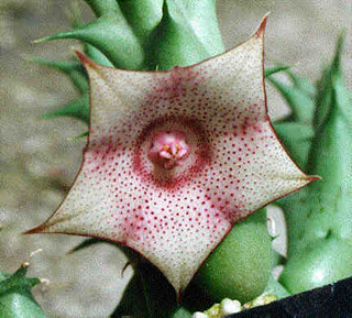  huernia 