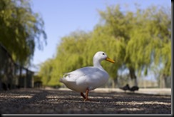 Duck at Seaview 060513 low res Duck at Seaview 060513 low res