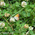 Lycaenidae%25252c%252520lycaena%252520pavana%25252c%252520white%252520bordered%252520copper