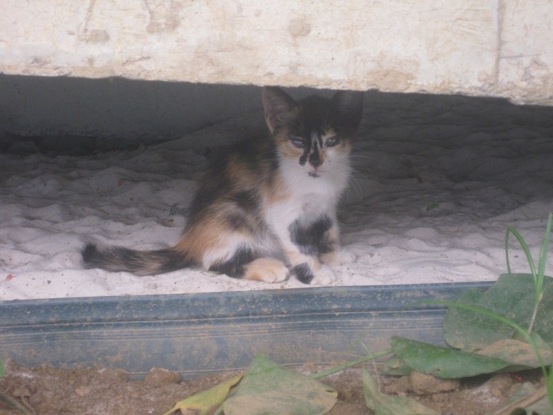 [IMG_1837%2520%255B800x600%255D%255B2%255D.jpg]