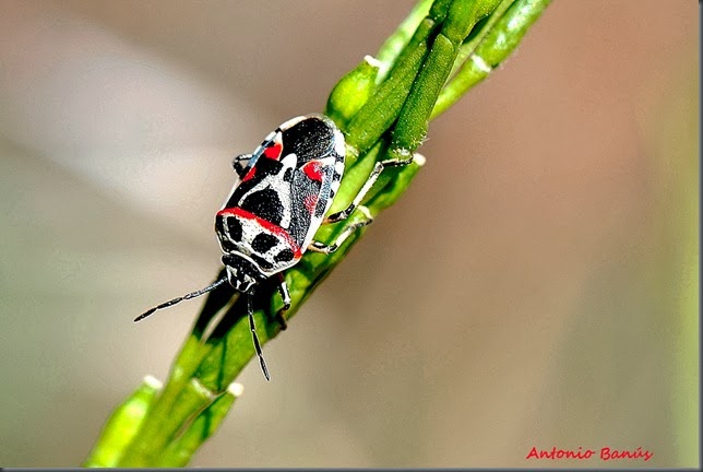 3 heteropteros DSC_0584X1