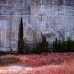 Where The Red Grass Grows.jpg