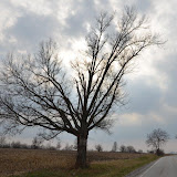 "Highway Tree" - copyright David Thompson