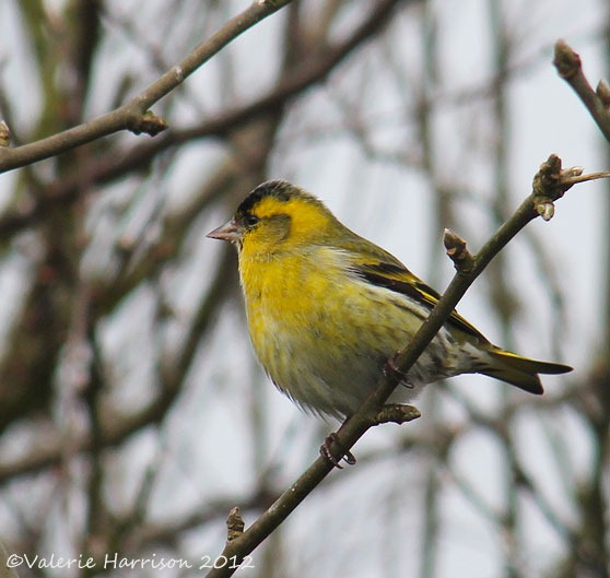 [12%2520siskin-1%255B2%255D.jpg]