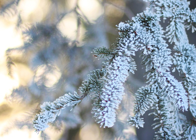 [122411_evergreen%2520frosty%2520bokeh%255B4%255D.jpg]