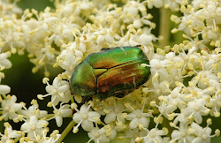 Der goldglänzende Rosenkäfer (Cetonia aurata) ist ein typischer Bewohner des Käferhotels (Logger). Seine Larven entwickeln sich im Totholz von Laubbäumen.