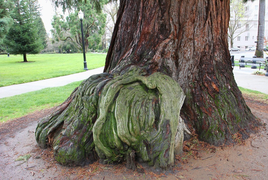 [120317_Capitol_Park_Sequoiadendron-g%255B5%255D.jpg]