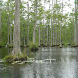 Cypress Gardens.jpg