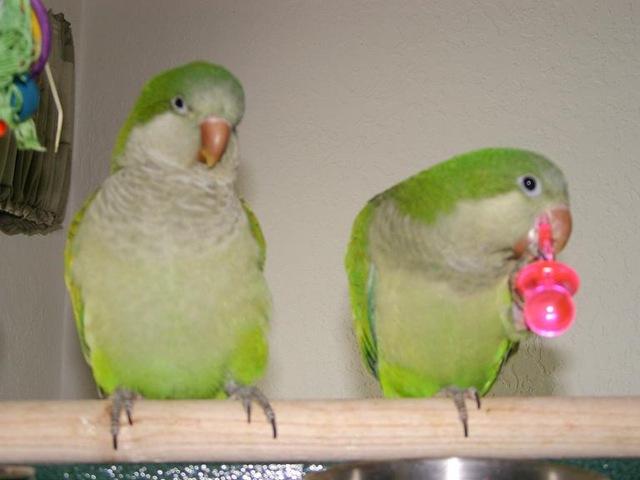 [Girl%2520%2526%2520Oscar%255B2%255D.jpg]