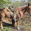 2EncontrodeMuladeiros-428.JPG