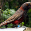Beautiful Coloring On The Kaka Bird - Wellington, New Zealand