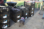 Sharkey, I'm adding up all the numbers and it seems like there are 116,000 bulbs, minus the the few that we planted.