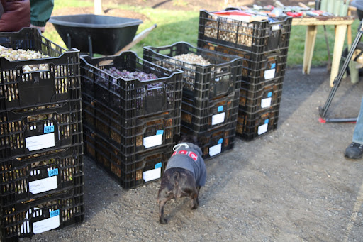 Sharkey, I'm adding up all the numbers and it seems like there are 116,000 bulbs, minus the the few that we planted.